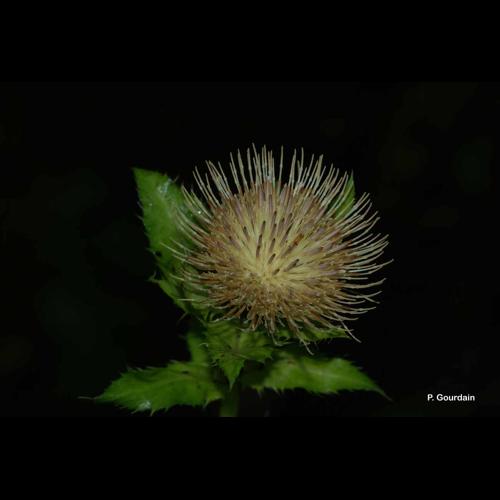 <i>Cirsium oleraceum</i> (L.) Scop., 1769 &copy; P. Gourdain