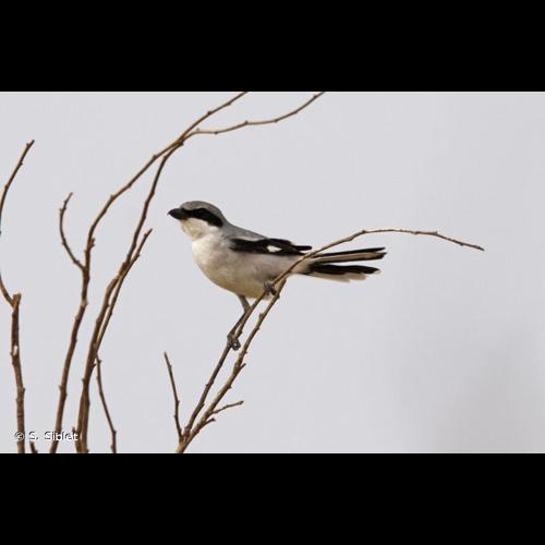 <i>Lanius excubitor</i> Linnaeus, 1758 © S. Siblet