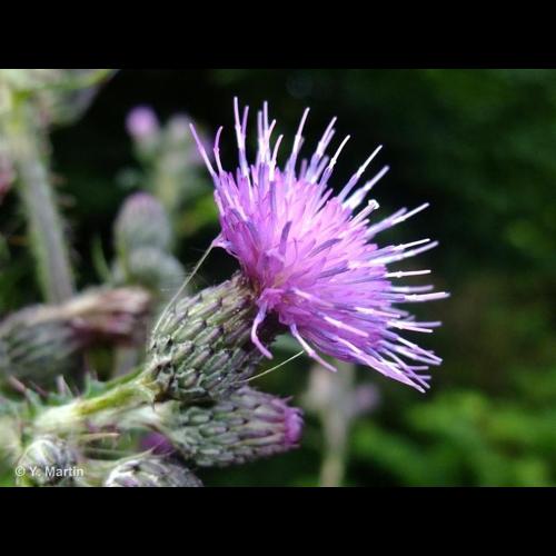 <i>Cirsium palustre</i> (L.) Scop., 1772 &copy; NULL