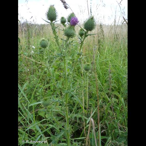 <i>Cirsium vulgare</i> (Savi) Ten., 1838 © P. Rouveyrol
