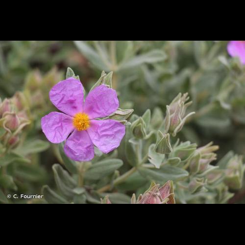 <i>Cistus albidus</i> L., 1753 © C. Fournier