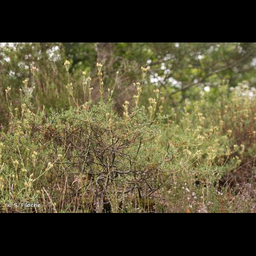 <i>Cistus umbellatus</i> L., 1753 © S. Filoche