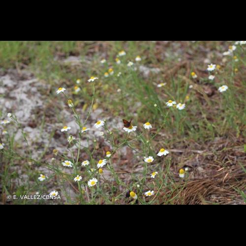 <i>Cladanthus mixtus</i> (L.) Chevall., 1827 &copy; E. VALLEZ/CBNSA