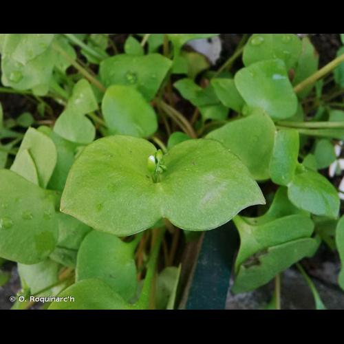 <i>Claytonia perfoliata</i> Donn ex Willd., 1798 © O. Roquinarc'h