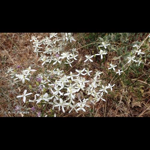 <i>Clematis flammula</i> L., 1753 &copy; A.-H. Paradis