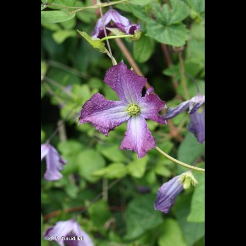 <i>Clematis viticella</i> L., 1753 © V. Gaudillat