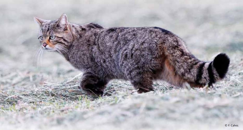 Chat forestier (Felis silvestris silvestris) © F. cahez