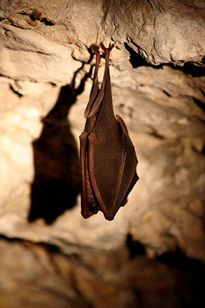 Grand Rhinolophe (Rhinolophus ferrumequinum) © Ophélie Ricci