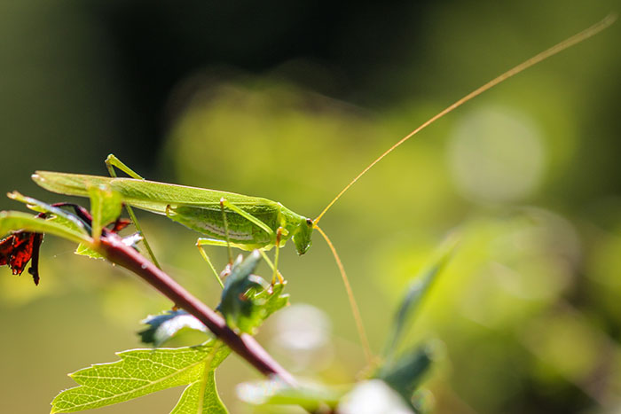 Phaneroptera sp. © Ophélie Ricci