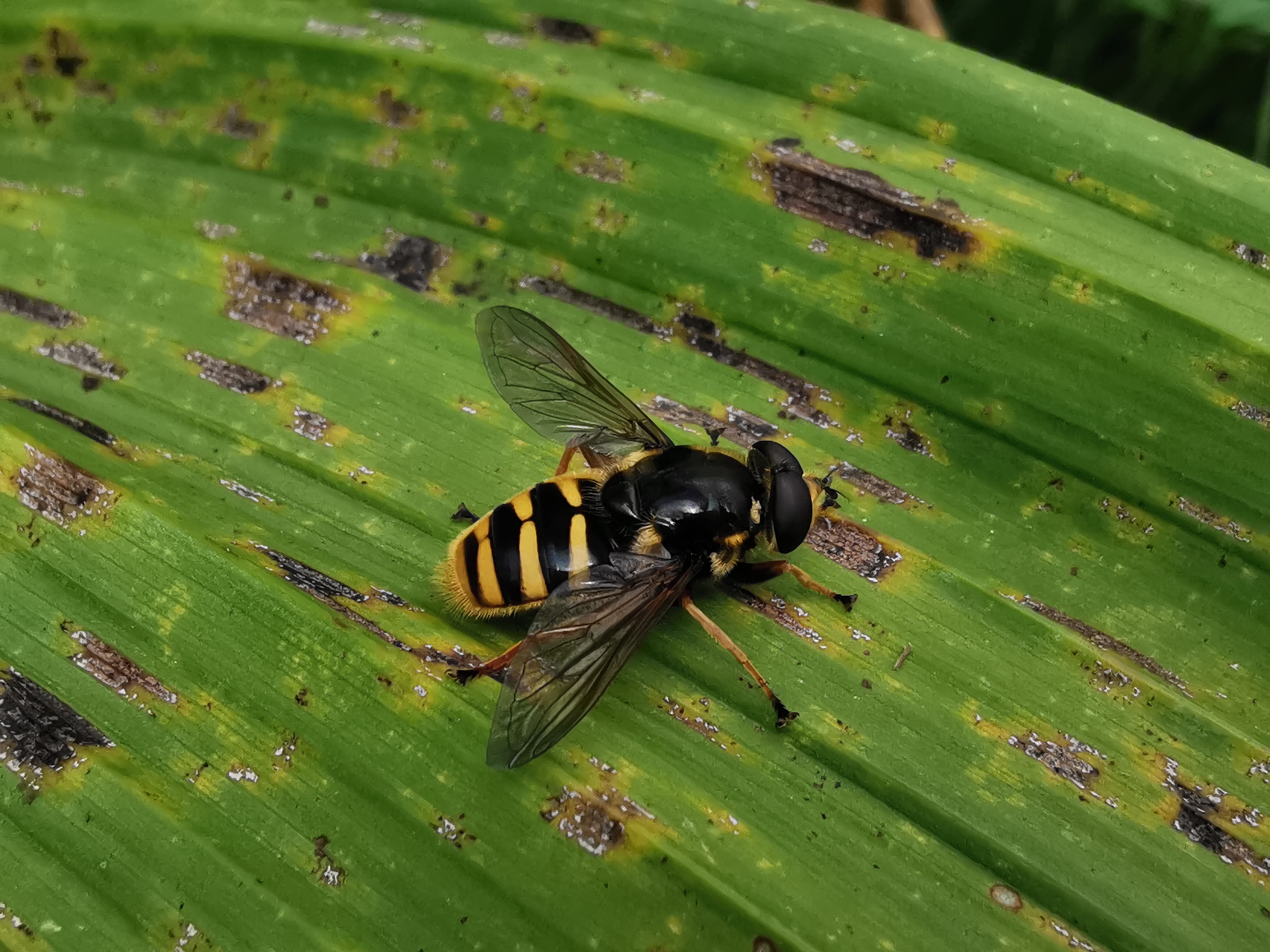 Sericomyia silentis © Raphaël Vandeweghe