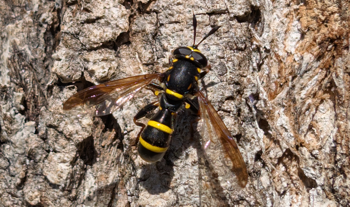 Sphiximorpha subsessilis © Raphaël Vandeweghe (Opie)