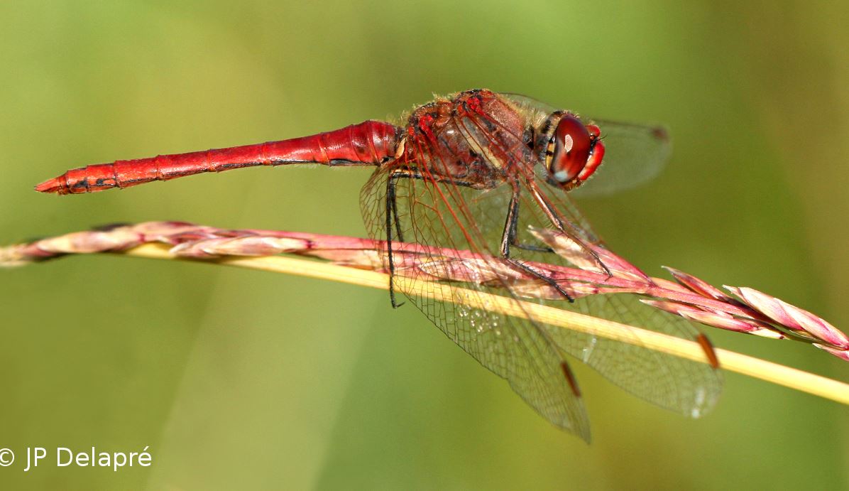 Sympétrum de Fonscolombe (Sympetrum fonscolombii)