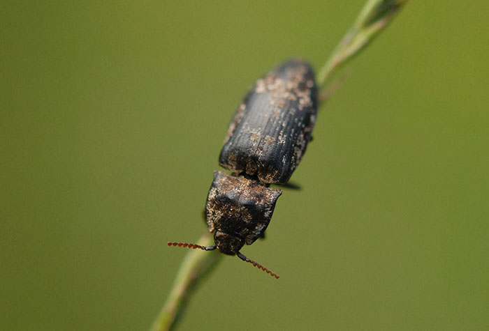 Agrypnus murinus © Maxime Zucca