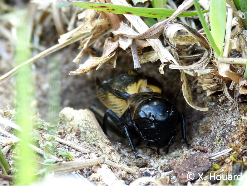 Grillon champêtre (Gryllus campestris) © Xavier Houard