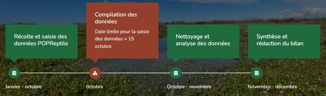 Planning annuel POPReptile
