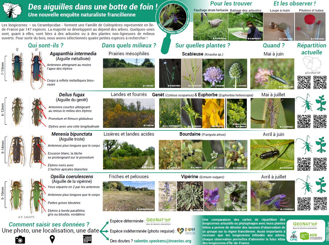 Poster Enquête Longicornes milieux ouverts