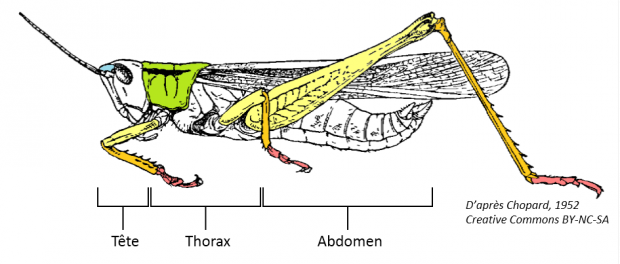 Anatomie orthoptère