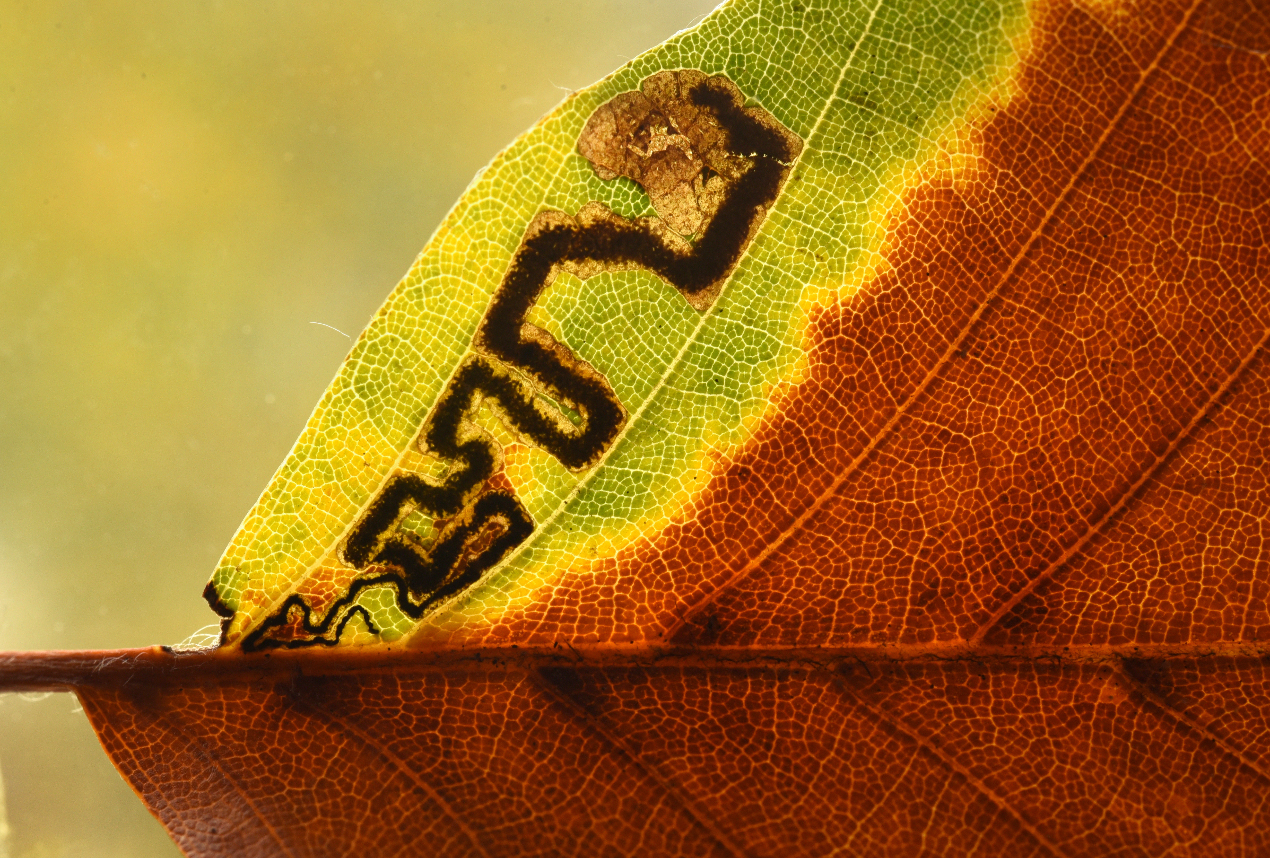 Stigmella tityrella - Lantz André	