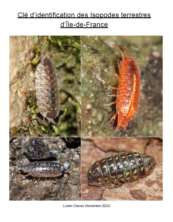 Couverture Clé d'identification des Isopodes terrestres d'Île-de-France	