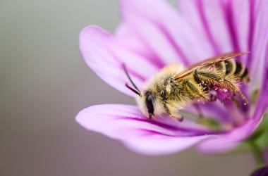 Abeilles sauvages | Clefs de détermination