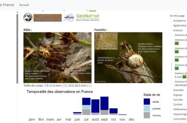 Un site web pour identifier les Araignées d'Île-de-France