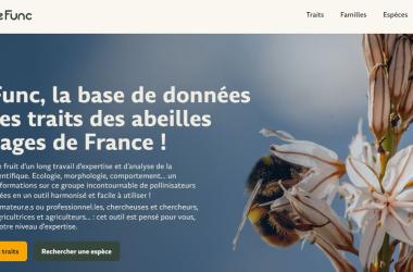 BeeFunc, la base de données sur les traits des abeilles sauvages de France !