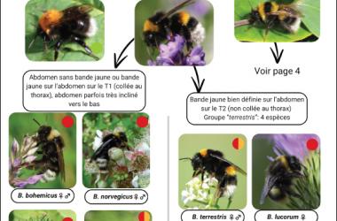 Bourdons | Clé de pré-identification de terrain des bourdons d'Île-de-France