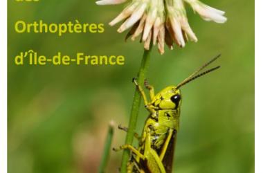 Orthoptères | Clef simplifiée d'aide à la détermination des Orthoptères d'Île-de-France