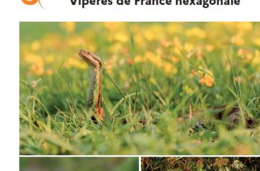 Plan national d’actions "Vipères de France hexagonale"