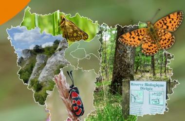 Rhopalocères et Zygènes | Plan régional d'actions pour les Papillons de jour 2022-2032