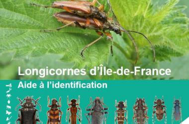 Longicornes | Cahier d'aide à l'identification des Longicornes d'Île-de-France
