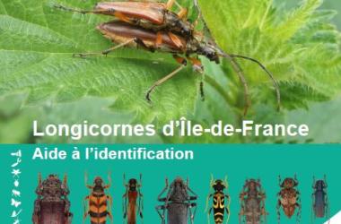 Longicornes | Cahier d'aide à l'identification des Longicornes d'Île-de-France