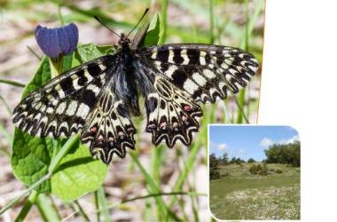 Rhopalocères et Zygènes | Plan national d'actions en faveur des Papillons de jour