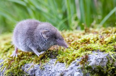 Mammifères non volants | Clés de détermination