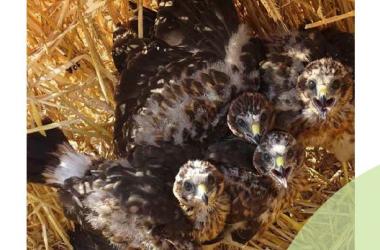 Oiseaux | Plaquette Les Busards, rapaces essentiels des milieux agricoles