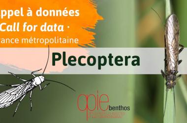 Appel à données Atlas des plécoptères de France