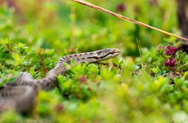 1er bilan francilien des programmes POPAmphibien et POPReptile