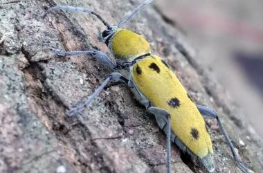 Atlas des Longicornes d’Île-de-France : le nouveau projet de l’Observatoire francilien des insectes