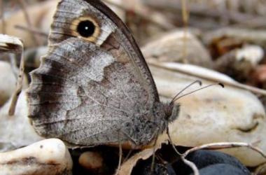 Appel à recensement des actions en faveur d'espèces du PRA Papillons de jour