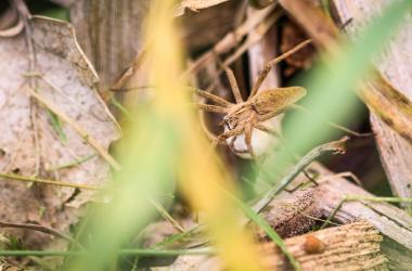 Atelier naturaliste d’initiation à l’arachnologie