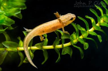 Pré-inscriptions Atelier de perfectionnement Amphibiens