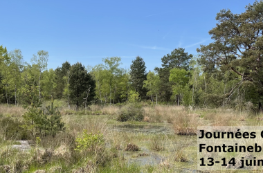 5emes journées Opie-Odonates (JOO) en Seine-et-Marne !