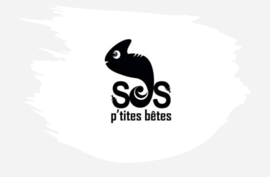 Participez à la restauration du nouveau local de SOS P’tites Bêtes !