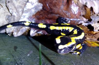 Le Parc naturel régional du Vexin français à la recherche des salamandres