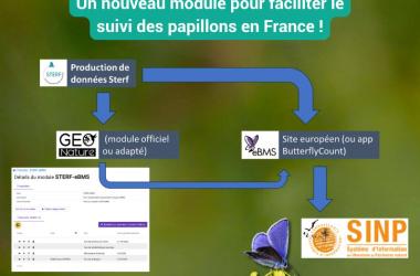 Un nouveau module de saisie protocolée sur GeoNat'îdF : Sterf-eBMS