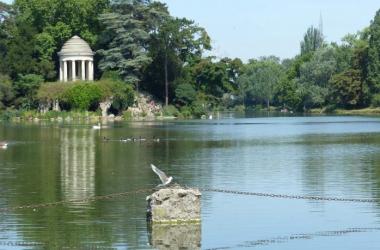 Les oiseaux du bois de Vincennes