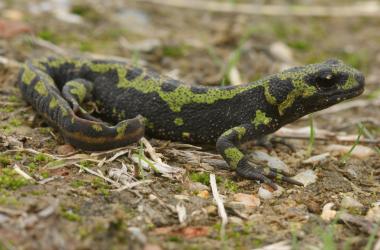 Amphibiens et Reptiles | Une nouvelle liste rouge pour l'Île-de-France !