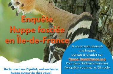 Enquête Huppe fasciée en Île-de-France