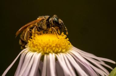 Une abeille rarissime retrouvée après presque un siècle d'absence