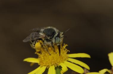 Atelier naturaliste d’initiation à la reconnaissance des genres d’abeilles d’Île-de-France